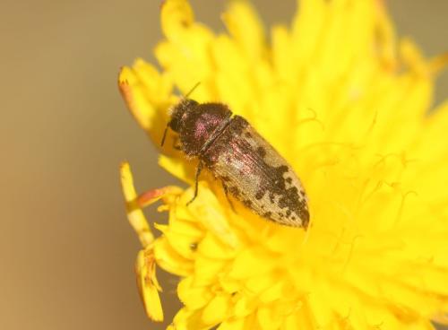 Acmaeodera pilosellae